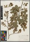 Foto von Salix aurita L.